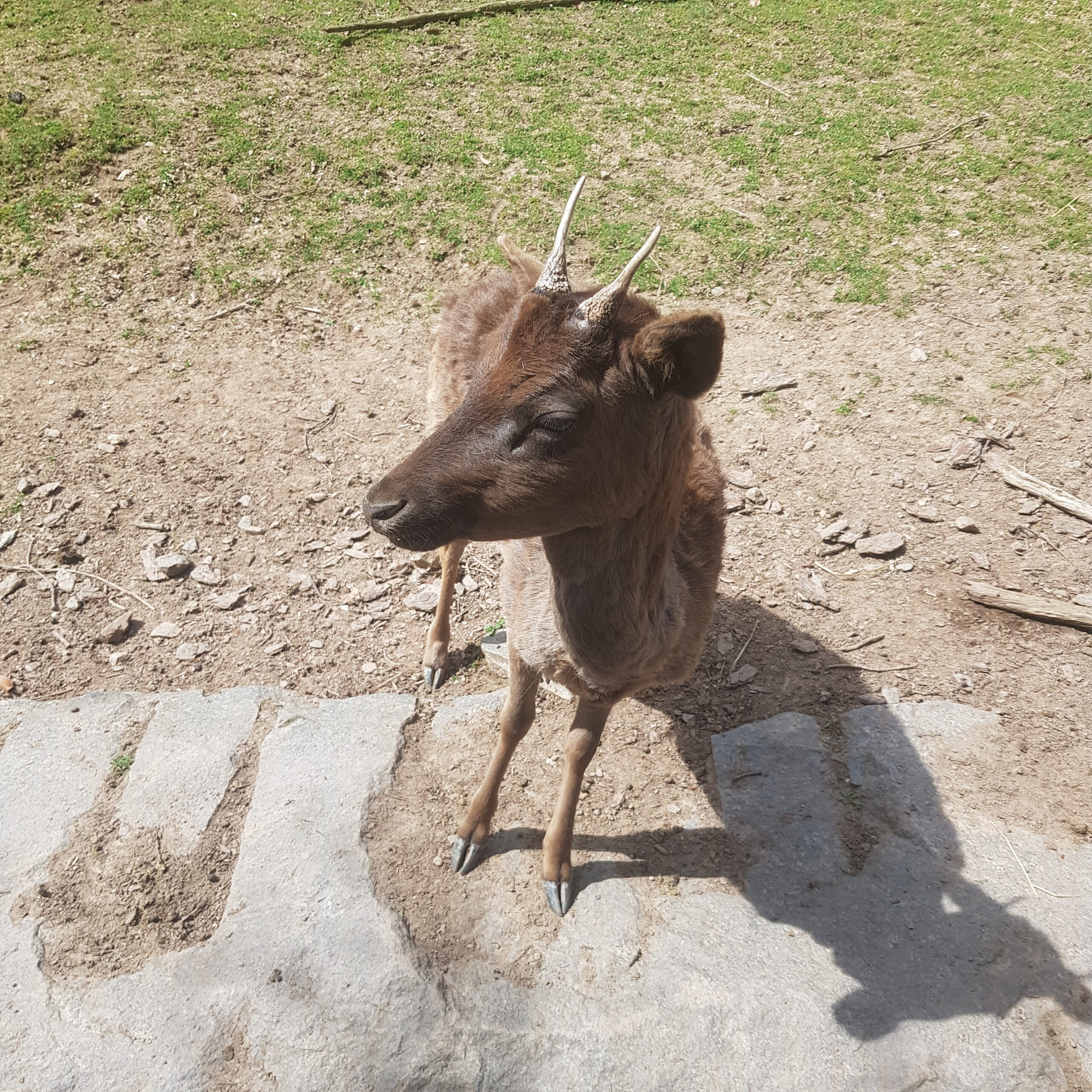 Zutraulicher Junghirsch im Bergtierpark Erlenbach