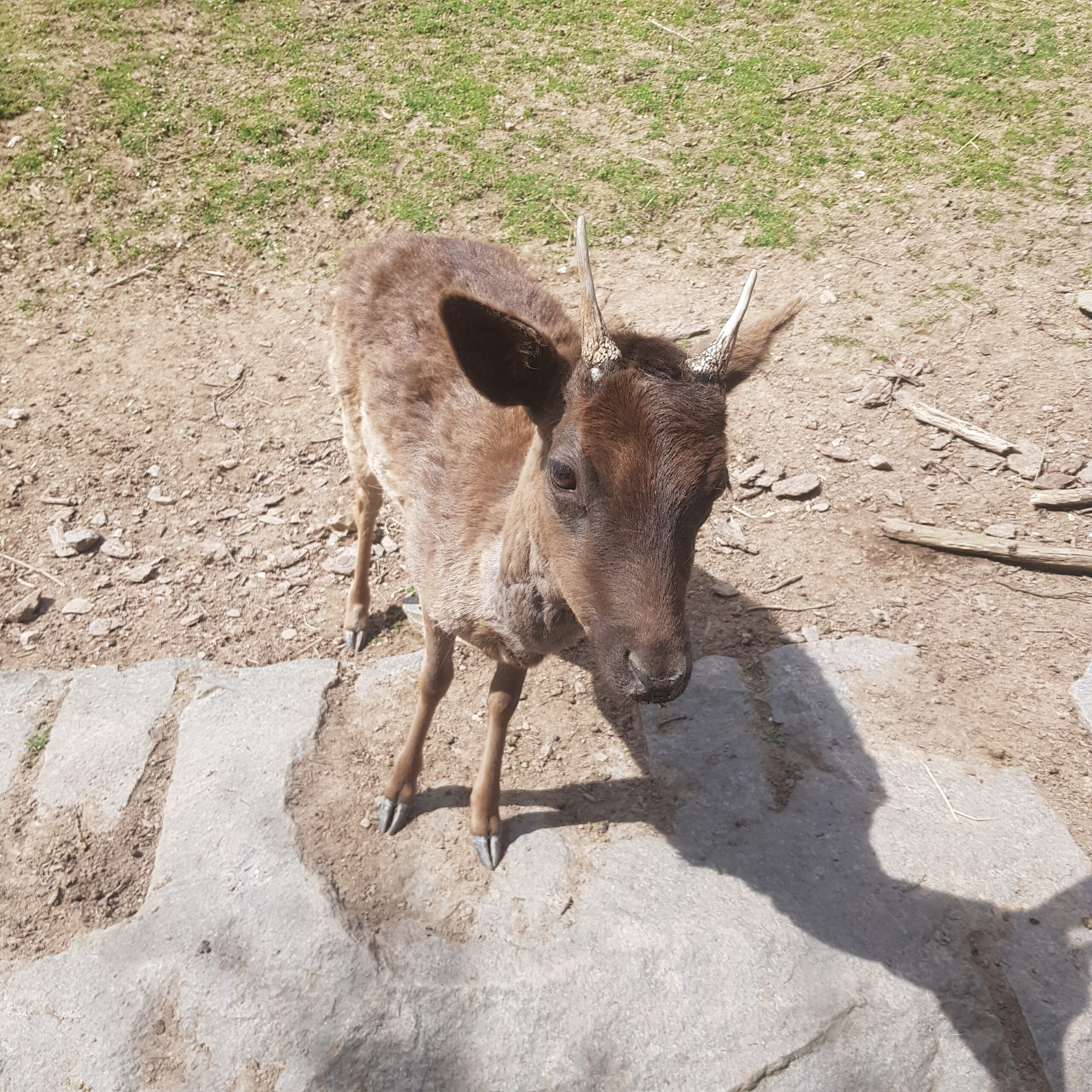 Hirsch frisst aus der Hand im Bergtierpark