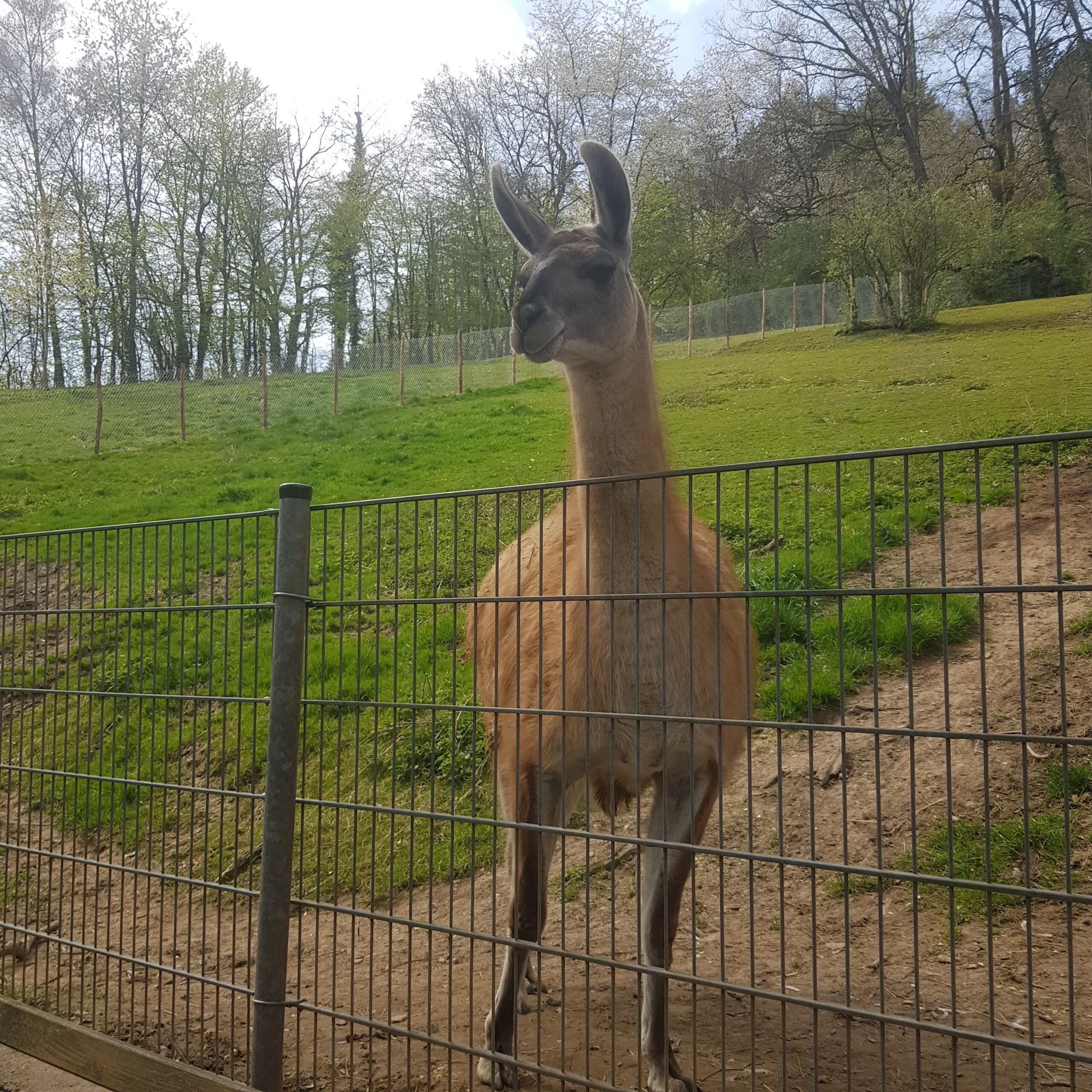 Lama im Bergtierpark Erlenbach