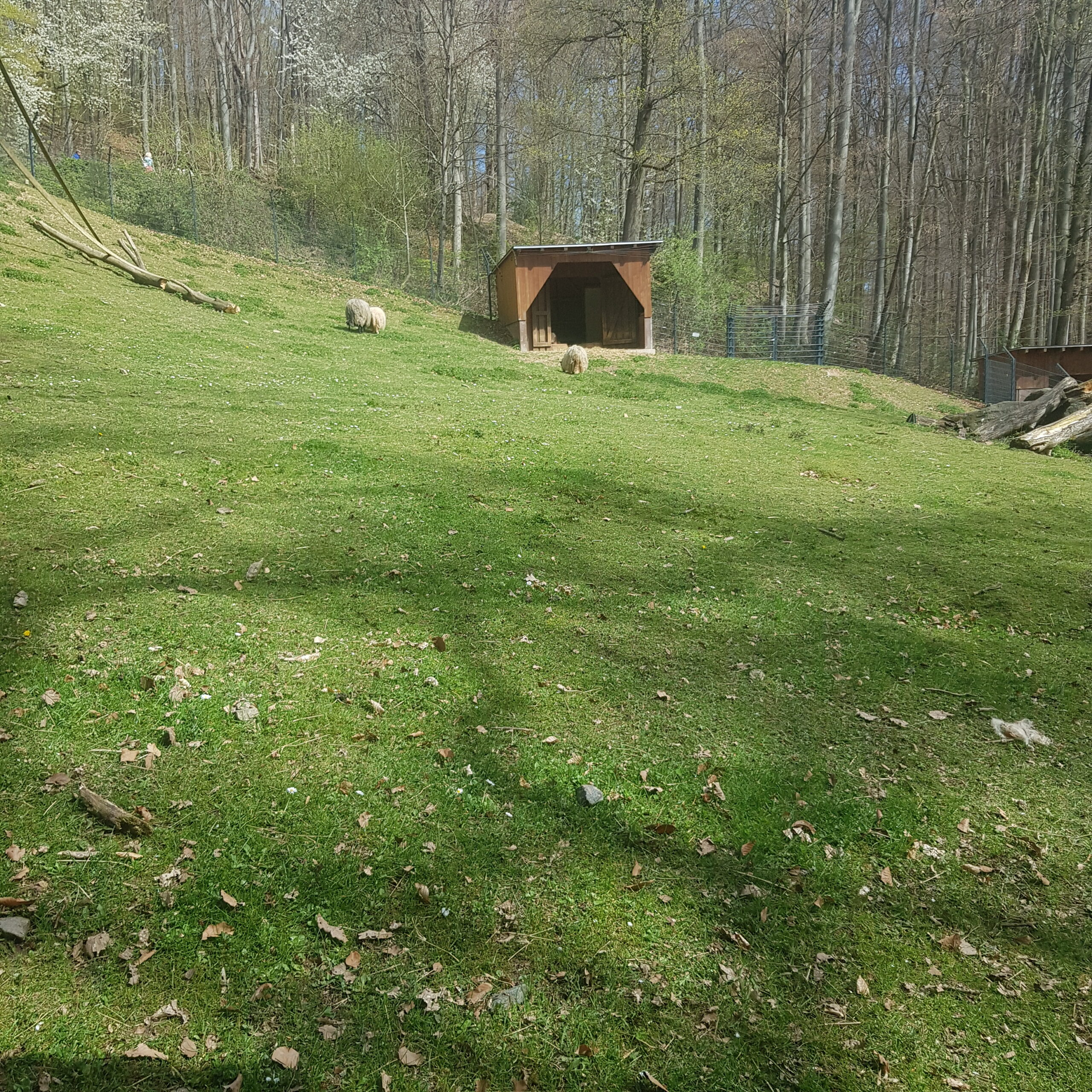 Schafe im Waldgehege des Bergtierparks