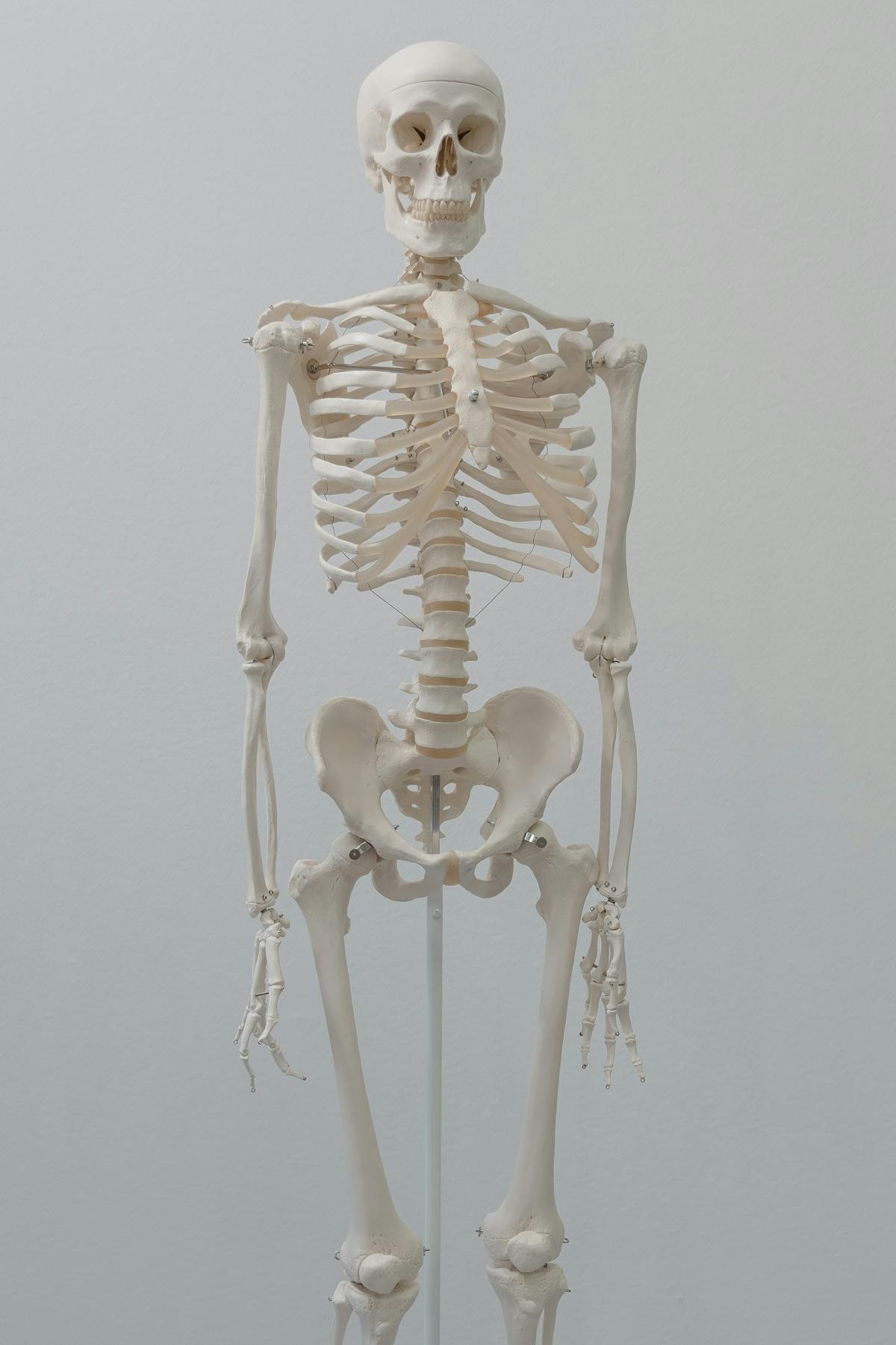 KÖRPERWELTEN Museum Heidelberg: Tickets, Preise und Tipps zum Besuch