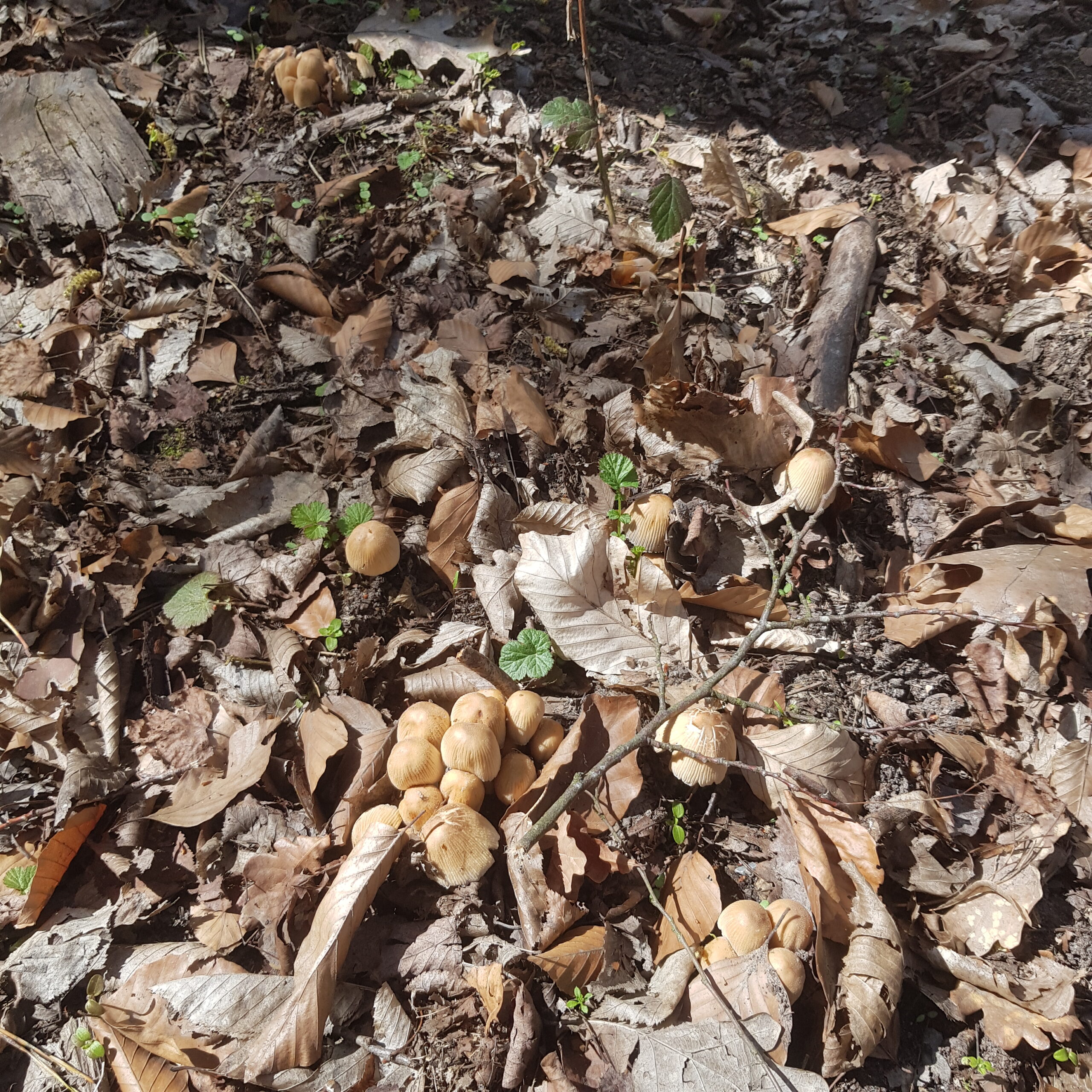 Pilze im Oftersheimer Wald