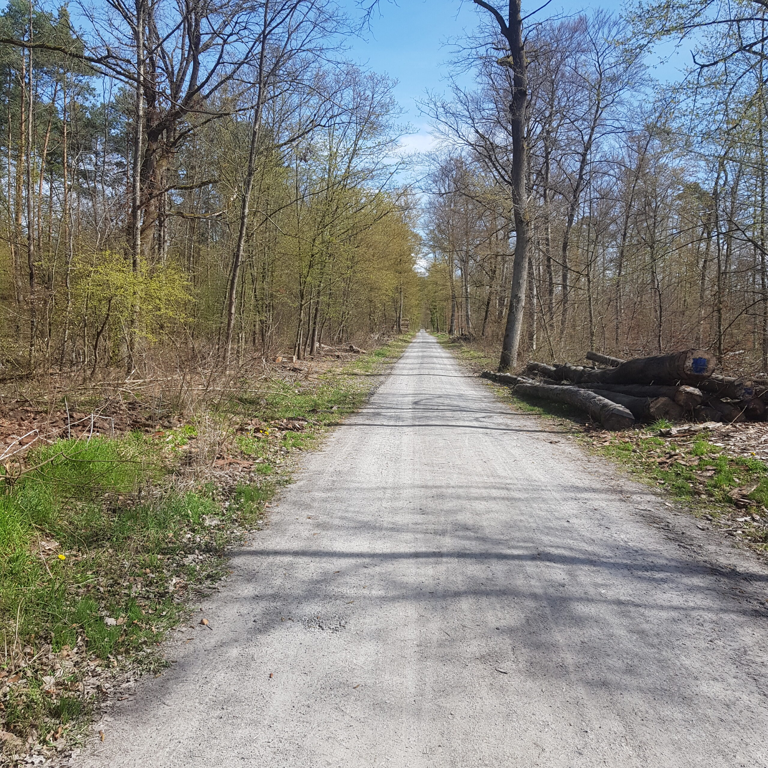 Oftersheimer Wald bei Heidelberg: Hier schaltet man wirklich ab