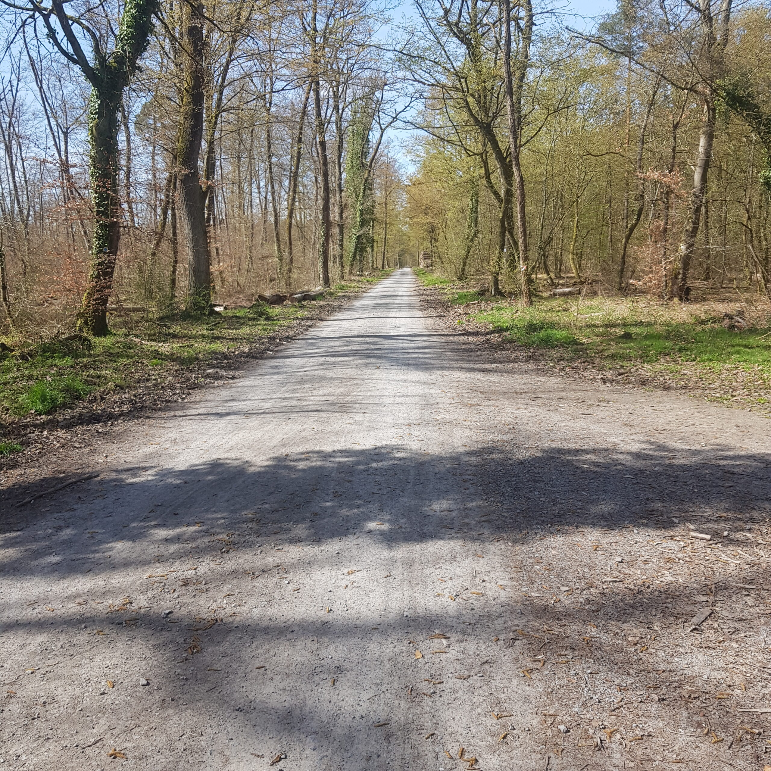 Langer Waldweg zwischen Kiefern