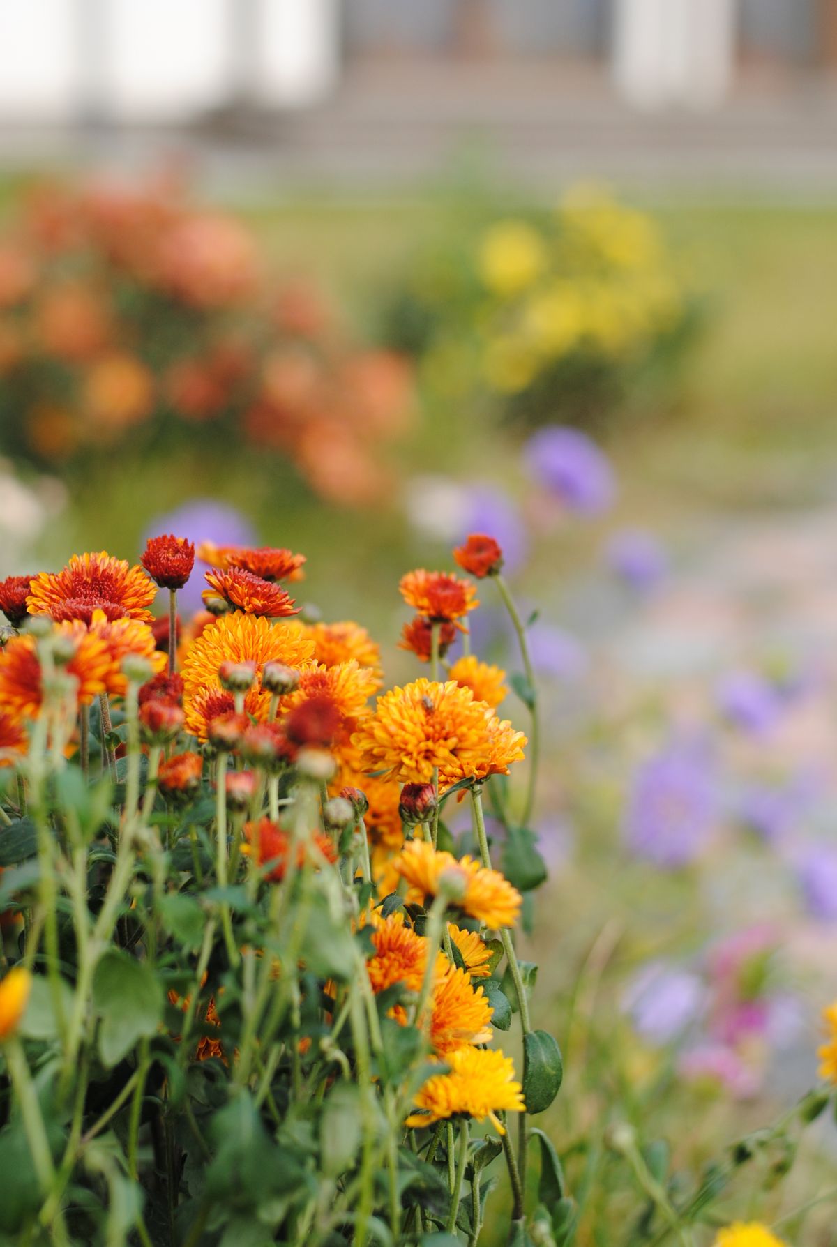Natur Blumen Pflanzen Garten frisch