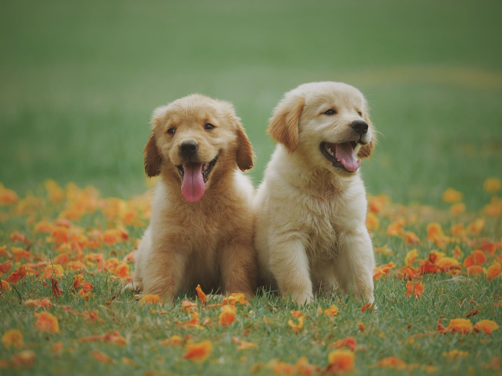 Hundesteuer 2027: Heidelberg-Pass-Inhaber müssen bis November Nachweis vorlegen